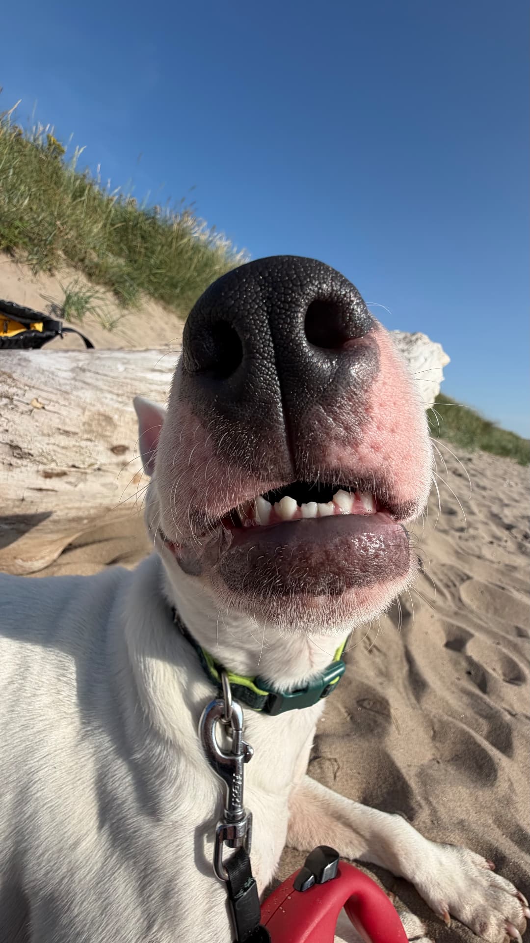 A white dog grinning up at the camera on the beach