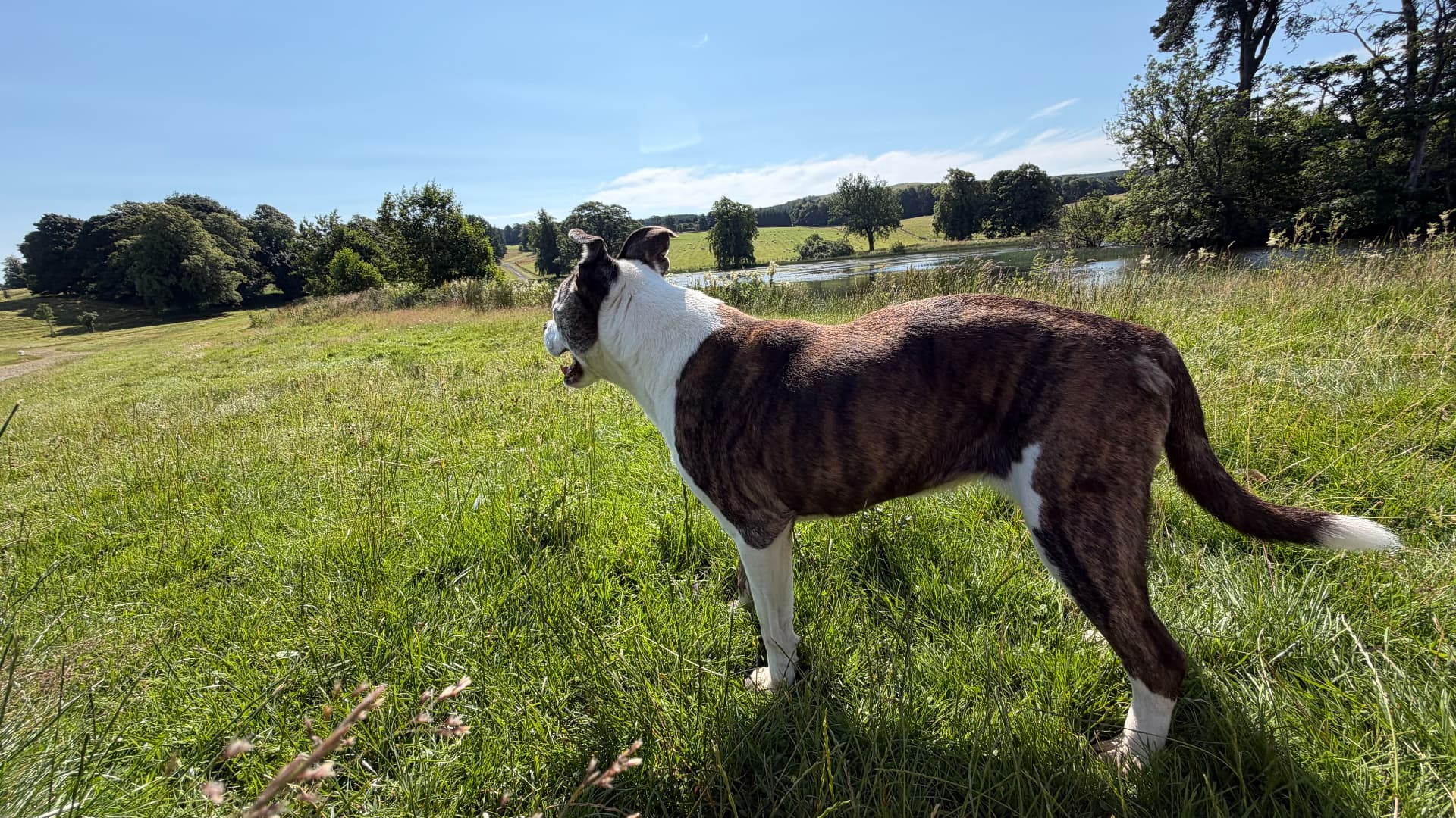A brindle and white dog looking over a meadow and lake