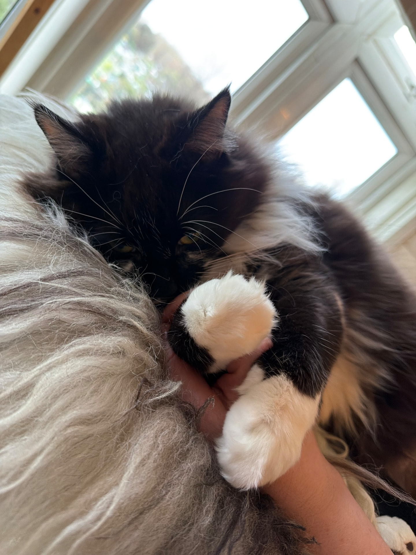 A fluffy black and white cat cuddling