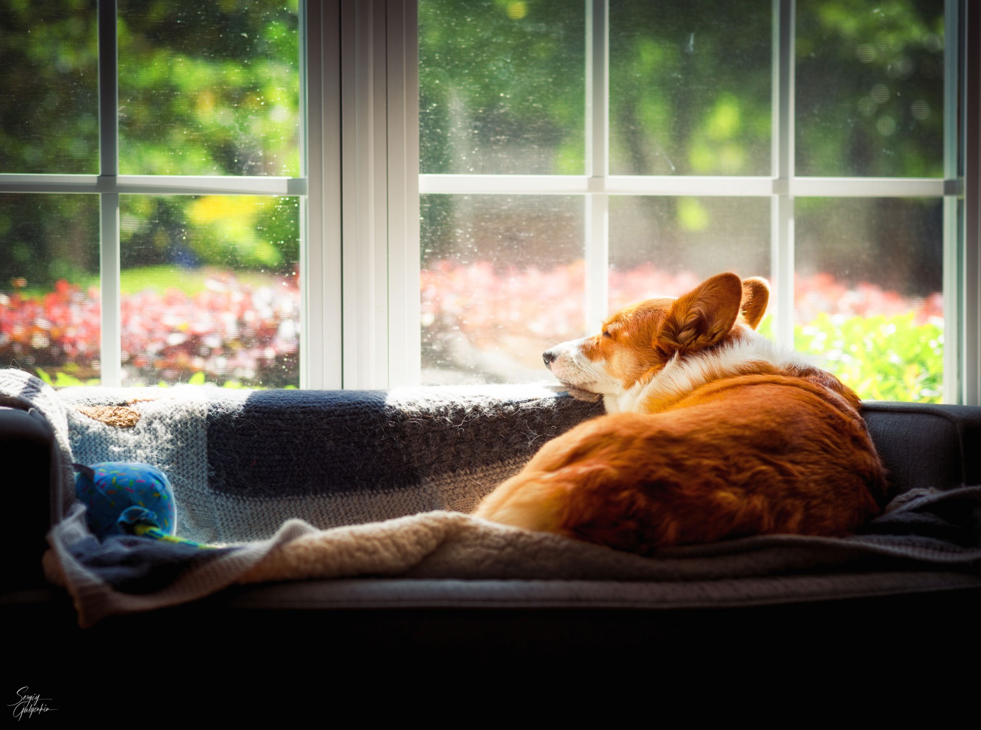 A corgi resting peacefully on a sofa by a sunlit window