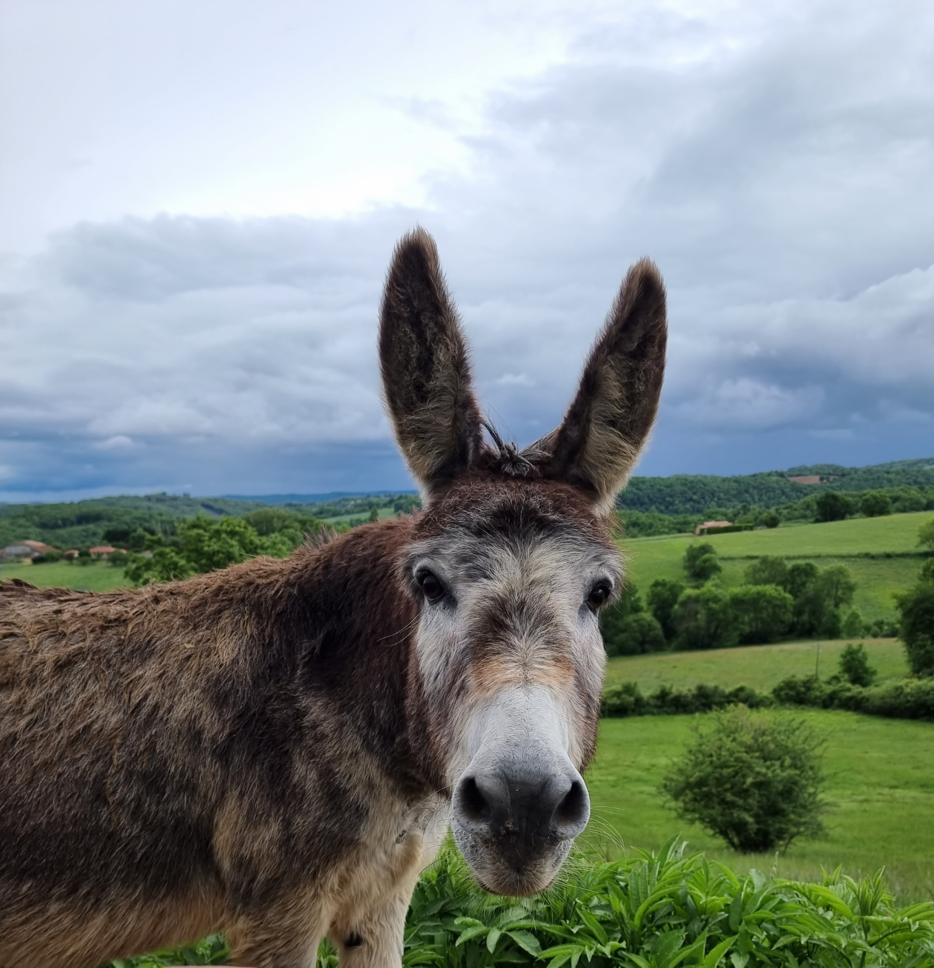 A donkey in front of green hills