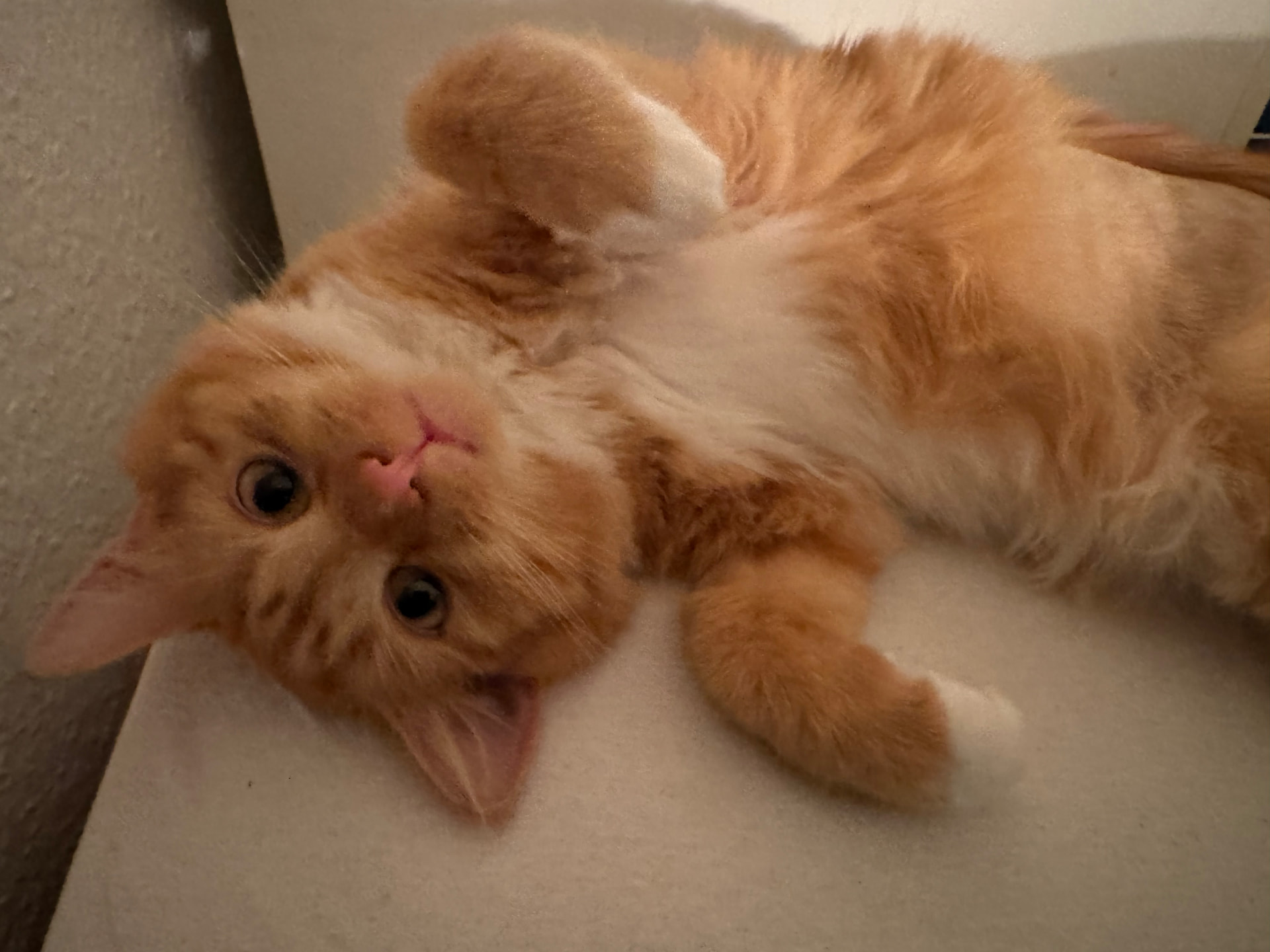 A ginger cat lying playfully on its back