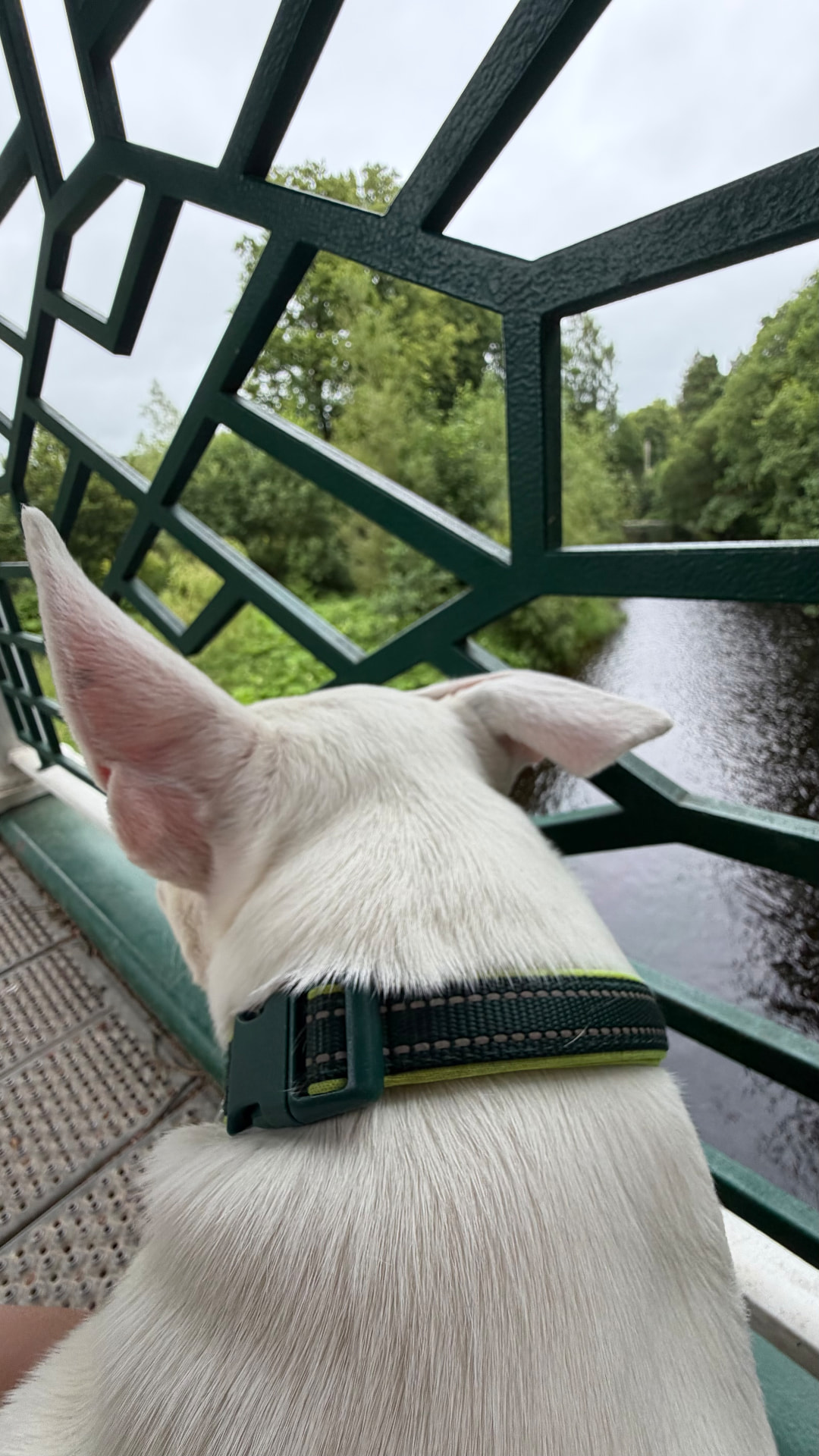 A white dog looking out over a river from a bridge