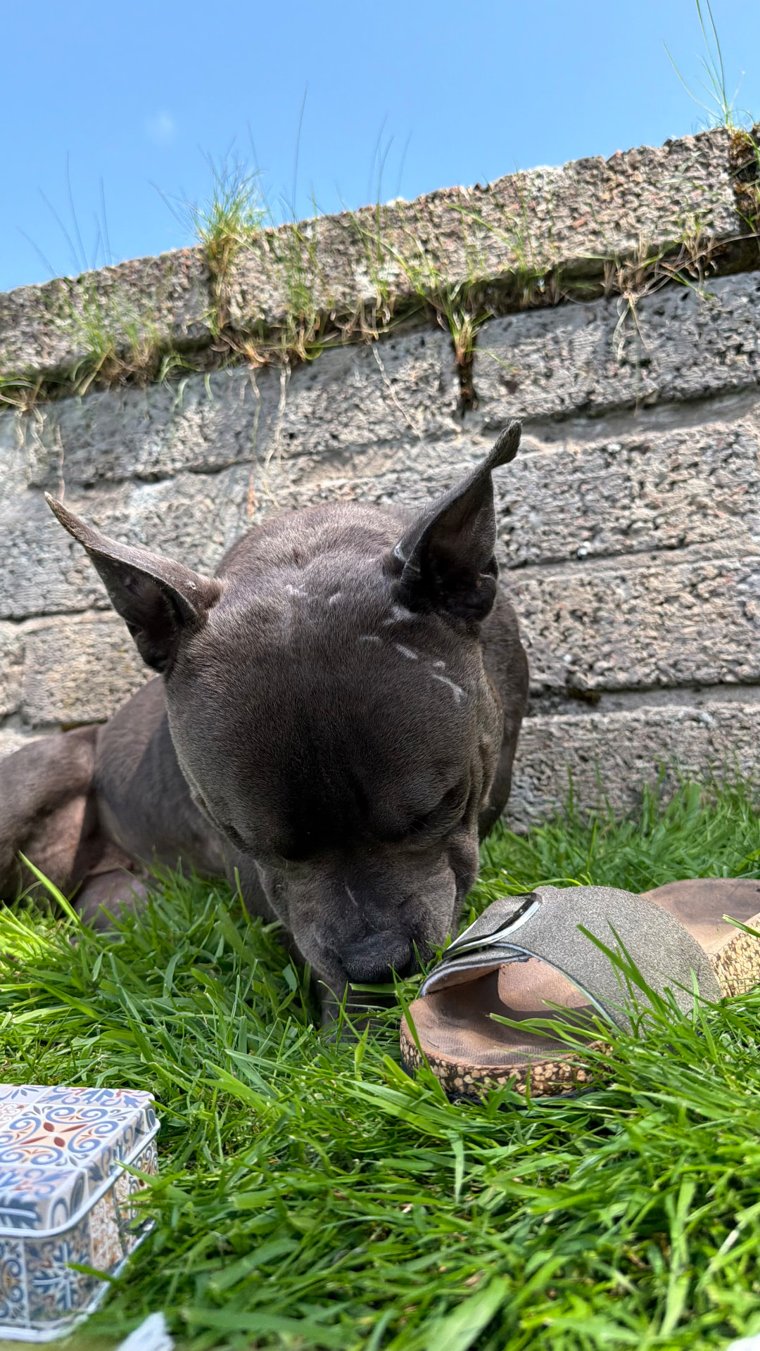 A grey dog sniffing the grass by a garden wall